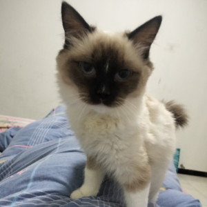 王