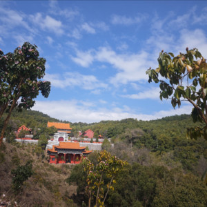 Y子莲