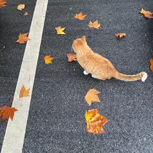 言奚