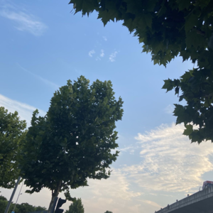 流浪狗带