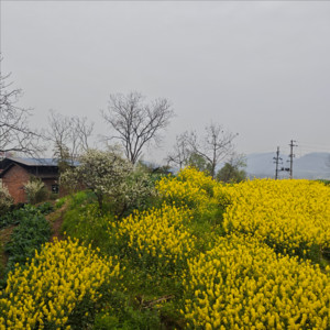 李向前