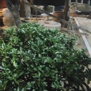阳光欣欣
